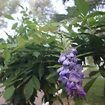 Kayalar Blue