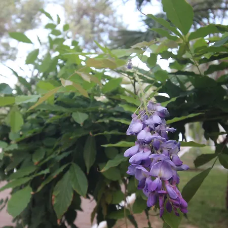 Kayalar Blue